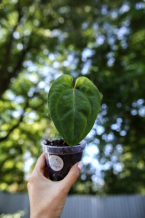 Anthurium Papillilaminum x Besseae aff