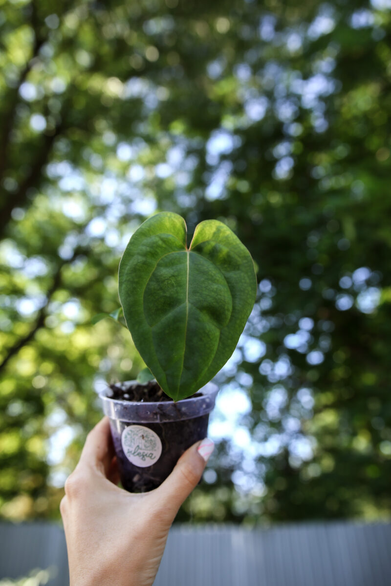Anthurium Papillilaminum x Besseae aff