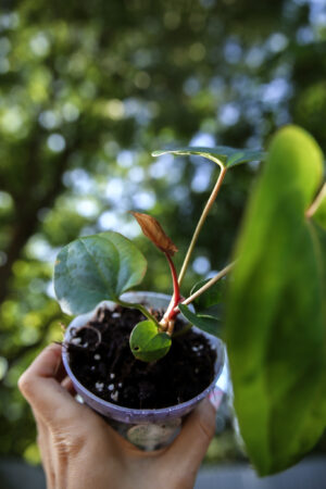 Anthurium Papillilaminum x Besseae aff