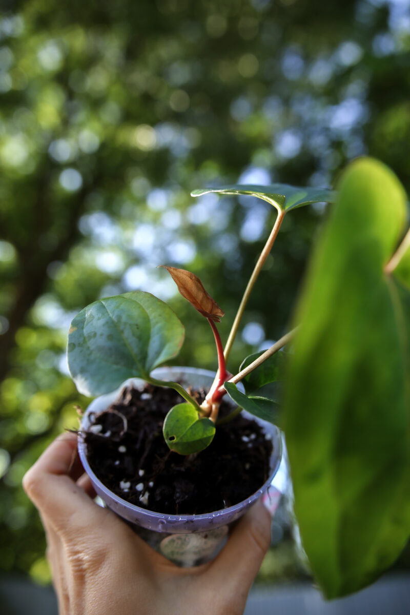 Anthurium Papillilaminum x Besseae aff