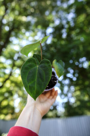Anthurium Papillilaminum x Besseae aff