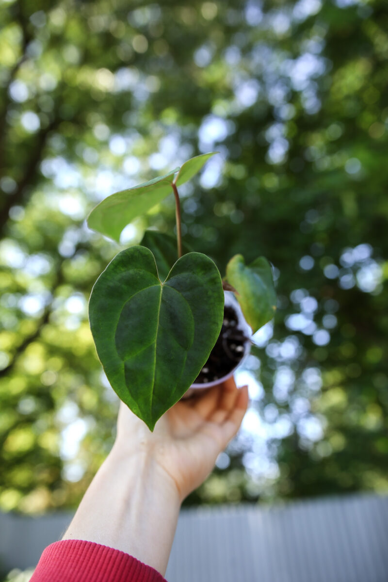 Anthurium Papillilaminum x Besseae aff