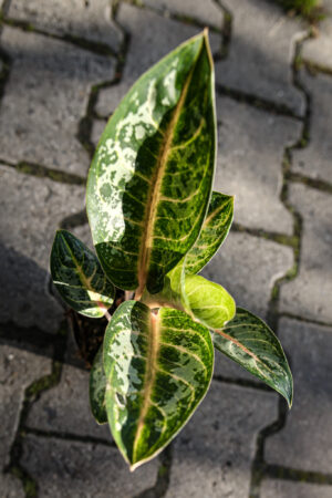 Aglaonema Orange Flame