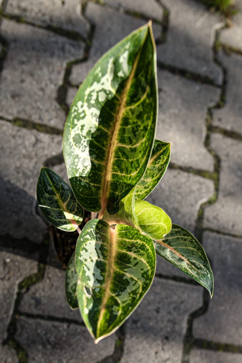 Aglaonema Orange Flame