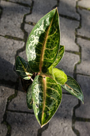 Aglaonema Orange Flame
