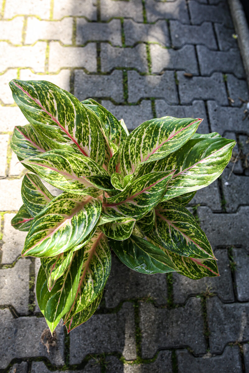 aglaonema cocomelon