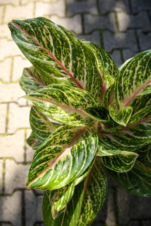 aglaonema cocomelon