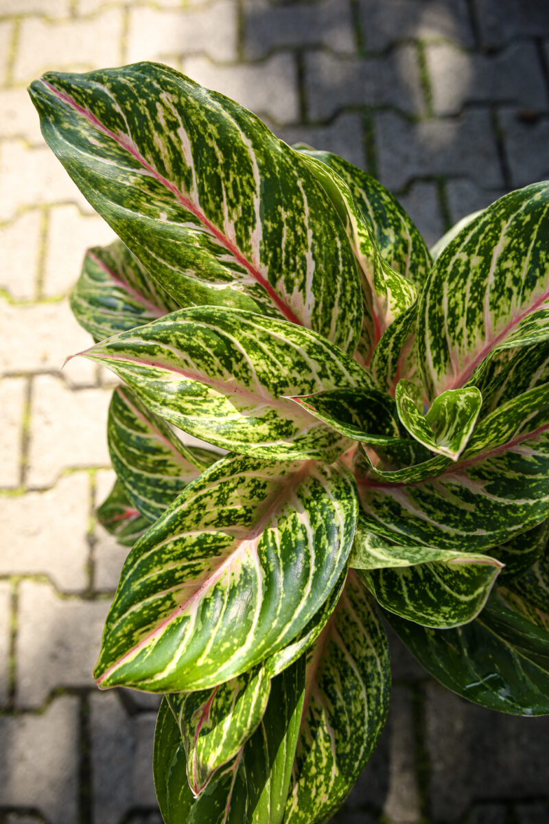 aglaonema cocomelon