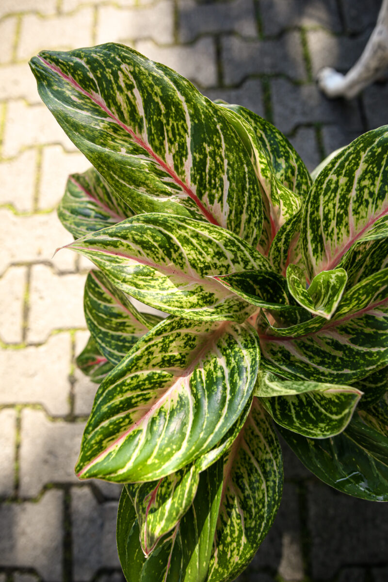 aglaonema cocomelon