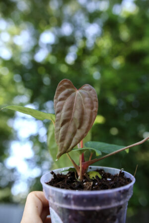 Anthurium Papillilaminum x Besseae aff