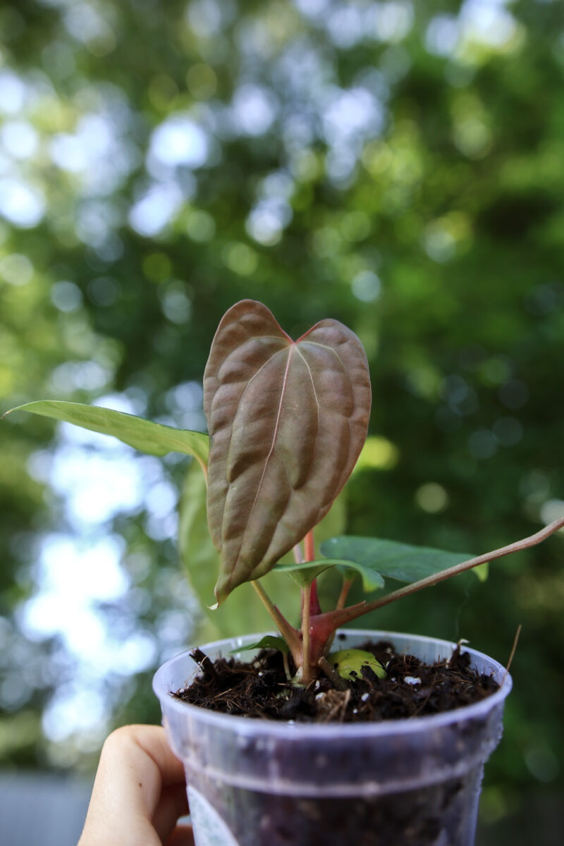 Anthurium Papillilaminum x Besseae aff