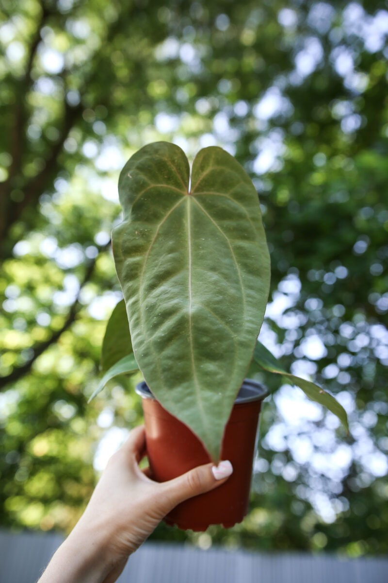 Anthurium Dressleri x Anthurium Crystallinum Anthurium Dressleri x Anthurium Crystallinum