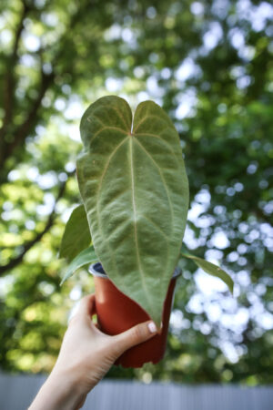 Anthurium Dressleri x Anthurium Crystallinum
