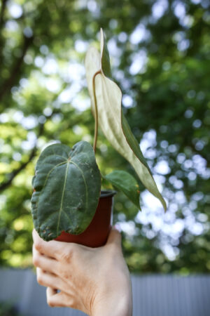 Anthurium Dressleri x Anthurium Crystallinum