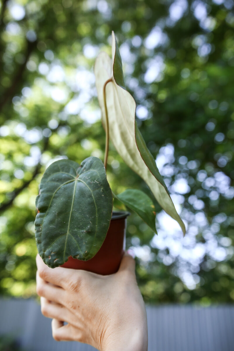 Anthurium Dressleri x Anthurium Crystallinum