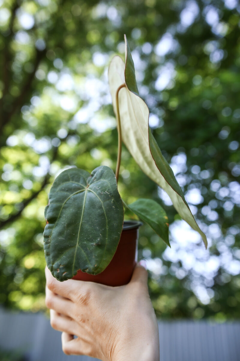 Anthurium Dressleri x Anthurium Crystallinum