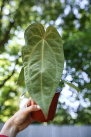 Anthurium Dressleri x Anthurium Crystallinum