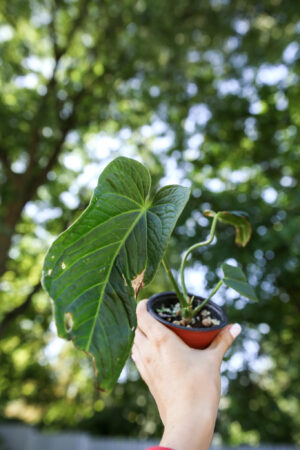 anthurium splendidum x warocqueanum