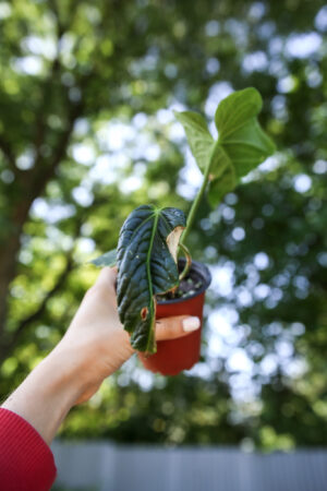 anthurium splendidum x warocqueanum