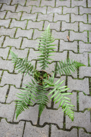 Paproć drzewiasta | Dicksonia Antarctica