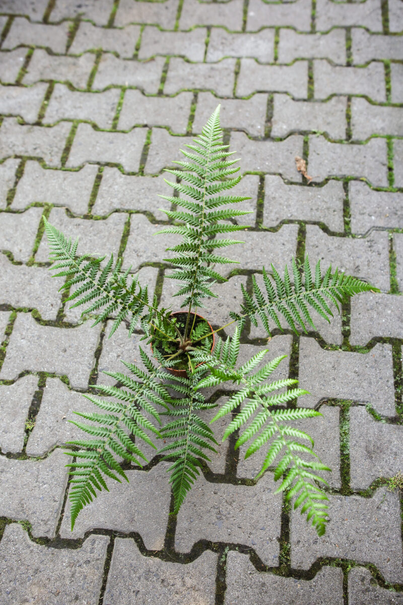 Paproć drzewiasta | Dicksonia Antarctica