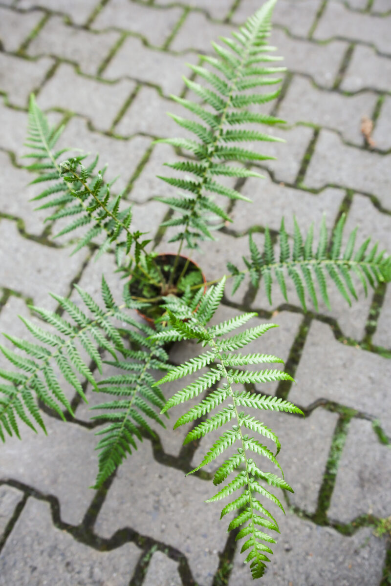 Paproć drzewiasta | Dicksonia Antarctica