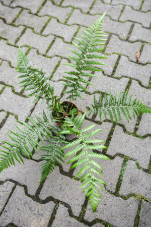 Paproć drzewiasta | Dicksonia Antarctica