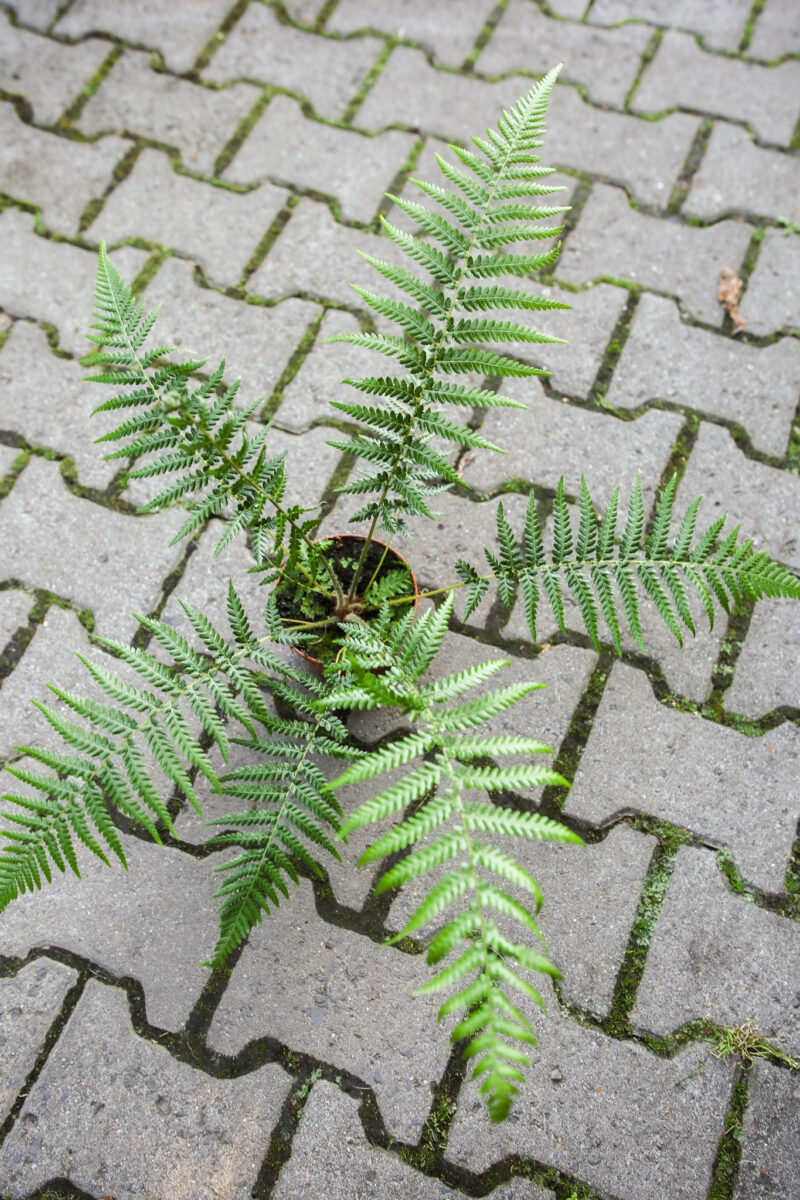 Paproć drzewiasta | Dicksonia Antarctica