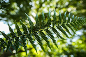 Paproć drzewiasta | Dicksonia Antarctica