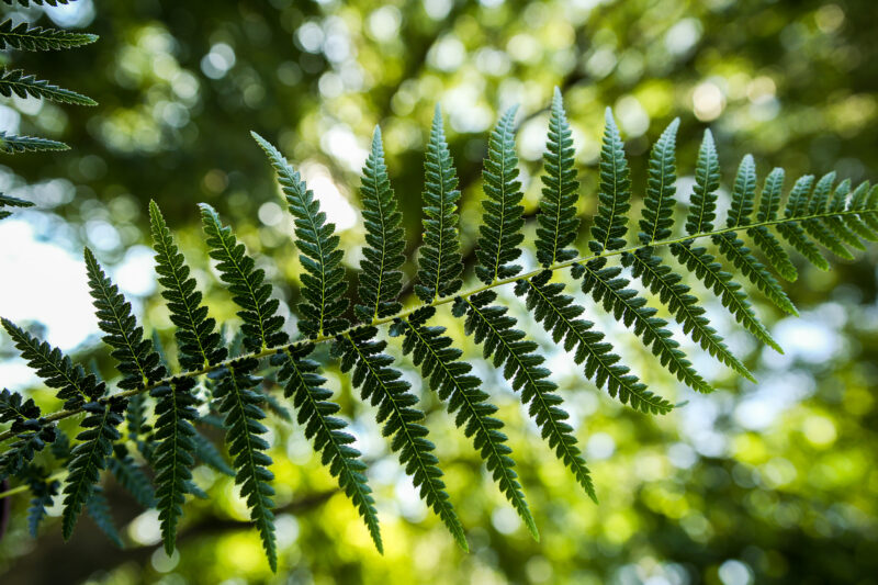 Paproć drzewiasta | Dicksonia Antarctica