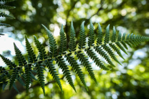 Paproć drzewiasta | Dicksonia Antarctica
