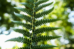 Paproć drzewiasta | Dicksonia Antarctica