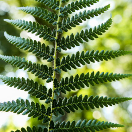 Paproć drzewiasta | Dicksonia Antarctica