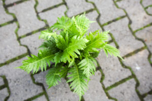 Paproć silver lady – blechnum gibbum