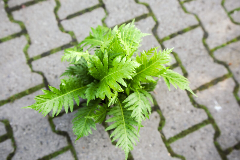 Paproć silver lady – blechnum gibbum