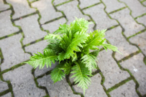 Paproć silver lady – blechnum gibbum