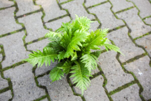 Paproć silver lady – blechnum gibbum
