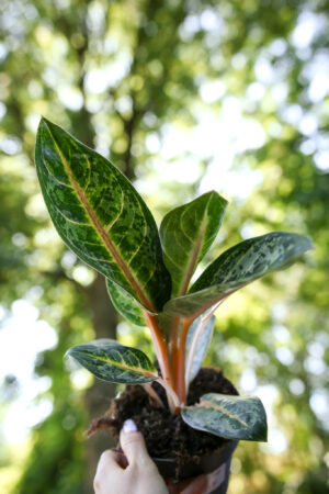 Aglaonema Orange Flame