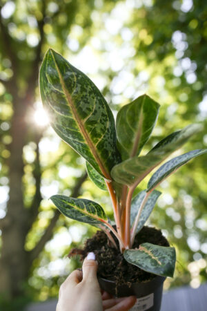 Aglaonema Orange Flame