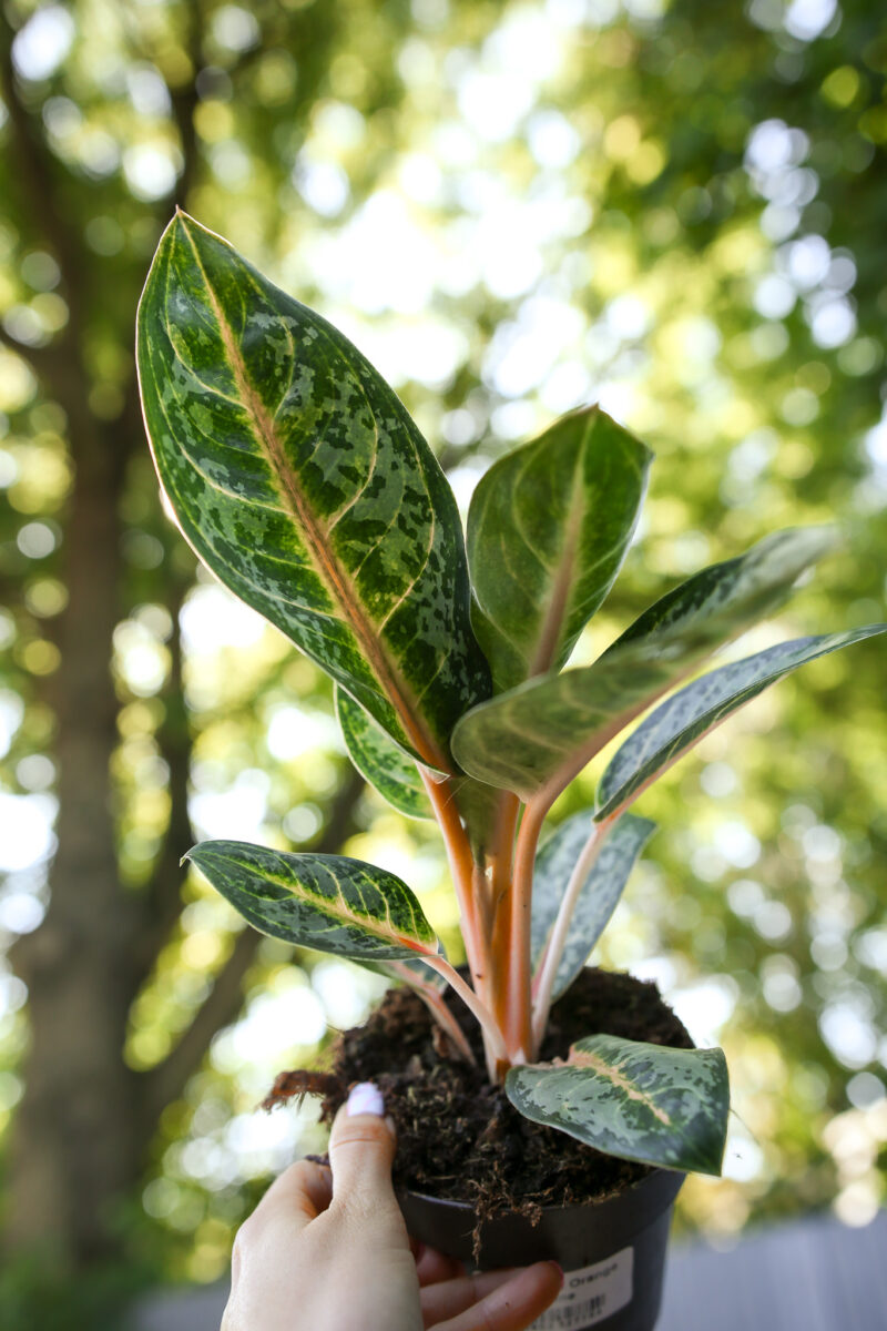 Aglaonema Orange Flame