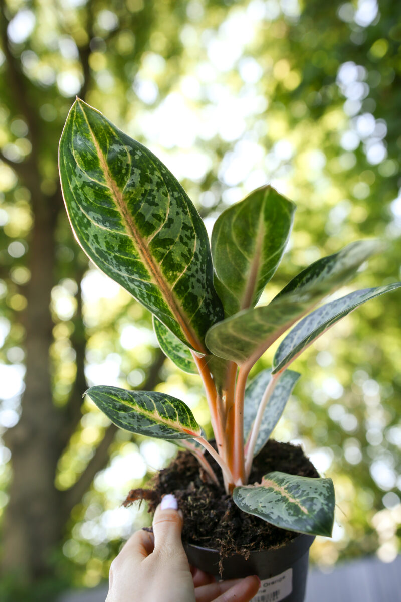Aglaonema Orange Flame