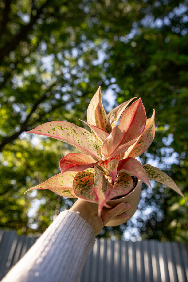 Aglaonema Prestige