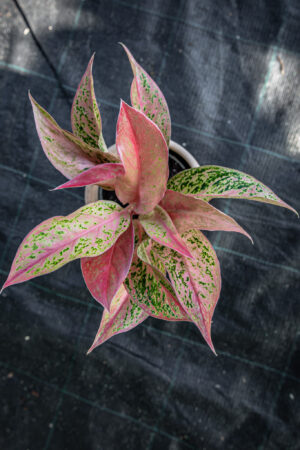 Aglaonema Prestige
