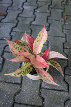Aglaonema Prestige