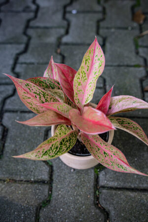 Aglaonema Prestige