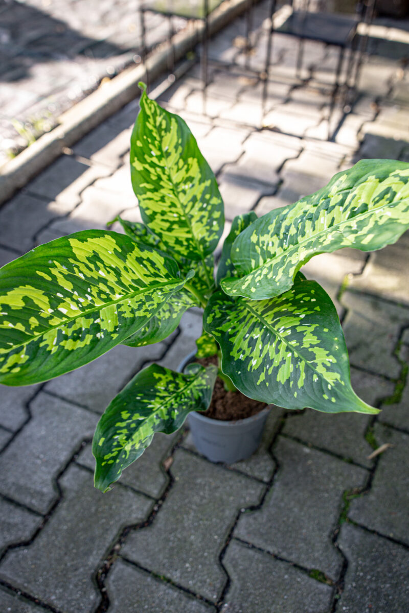 Difenbachia Cheetah Difenbachia Cheetah