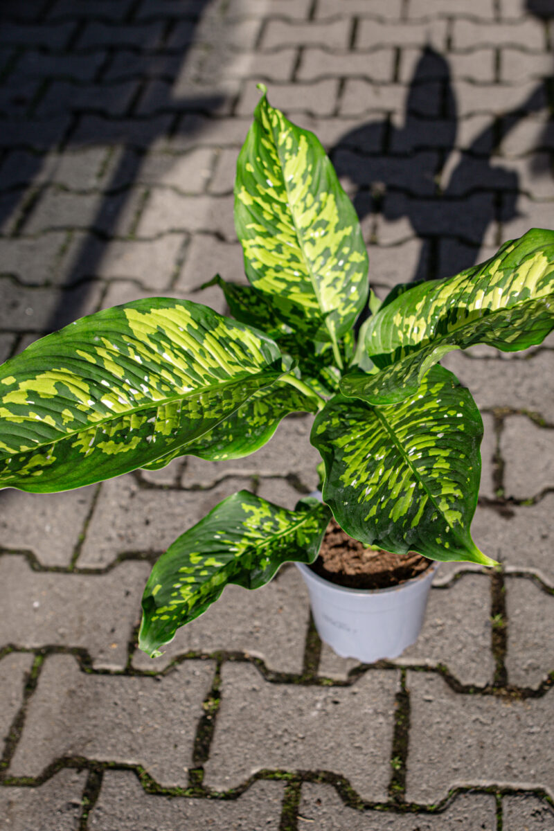 Difenbachia Cheetah