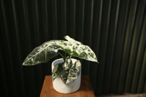 Alocasia Frydek Variegata