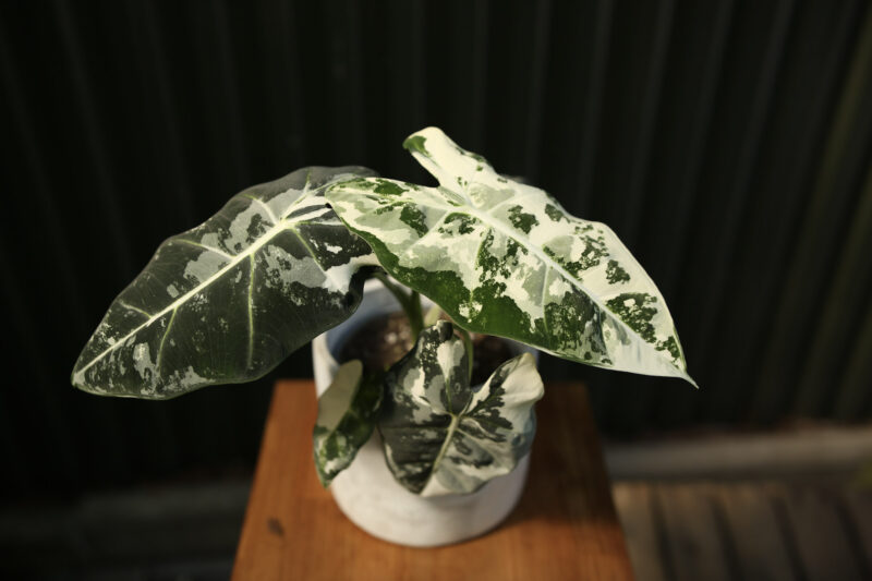 Alocasia Frydek Variegata