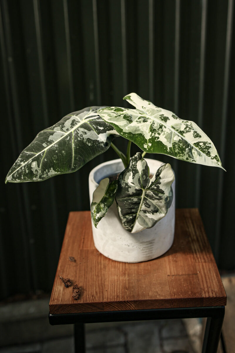 Alocasia Frydek Variegata